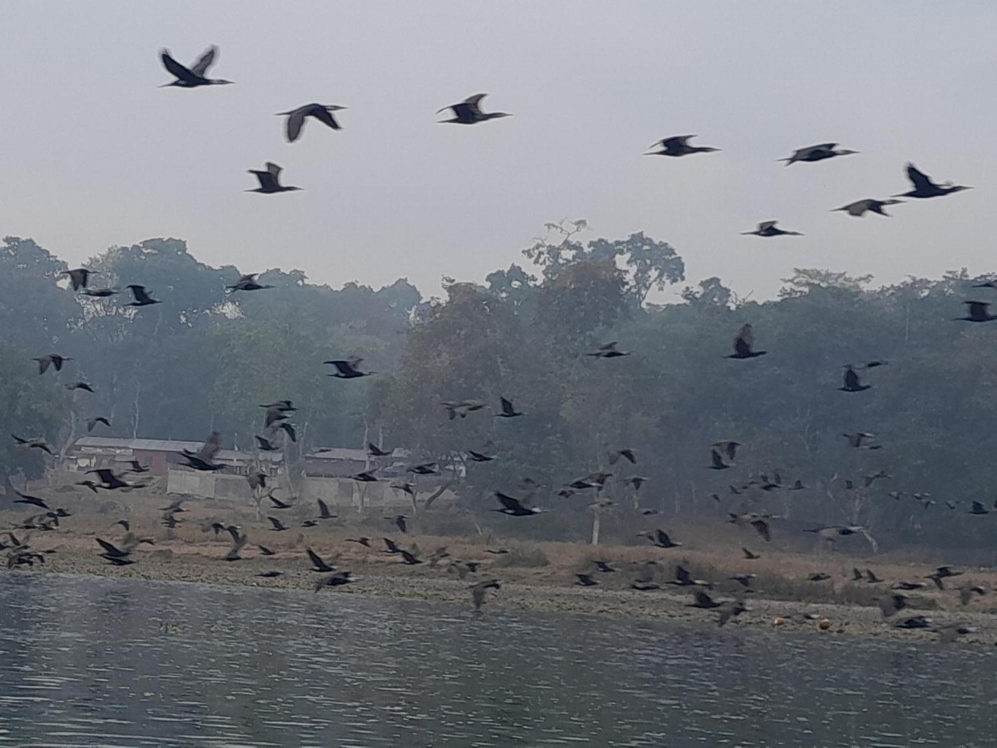 Crocodile Safari Camp Hotell Chitwan Eksteriør bilde