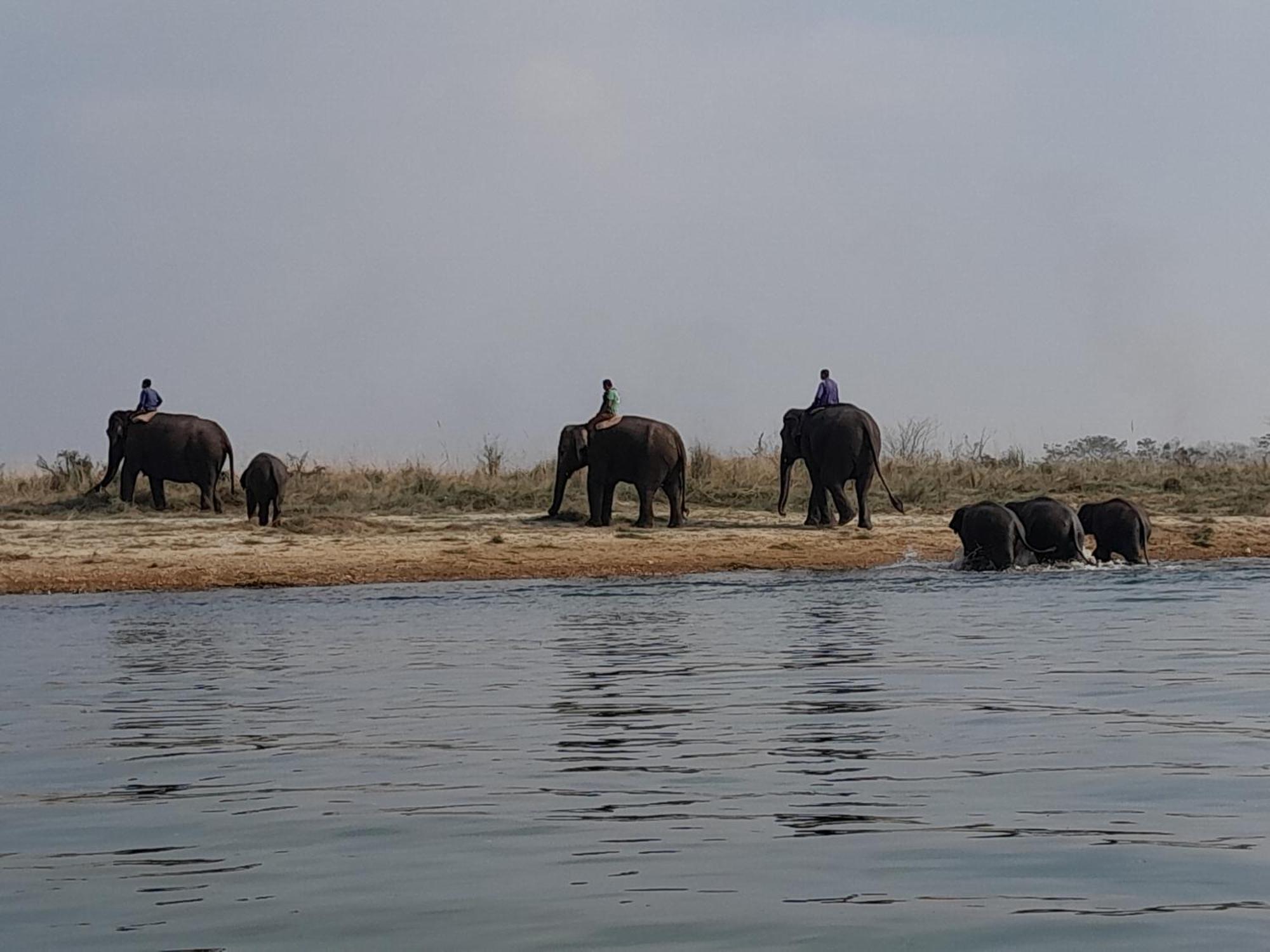 Crocodile Safari Camp Hotell Chitwan Eksteriør bilde