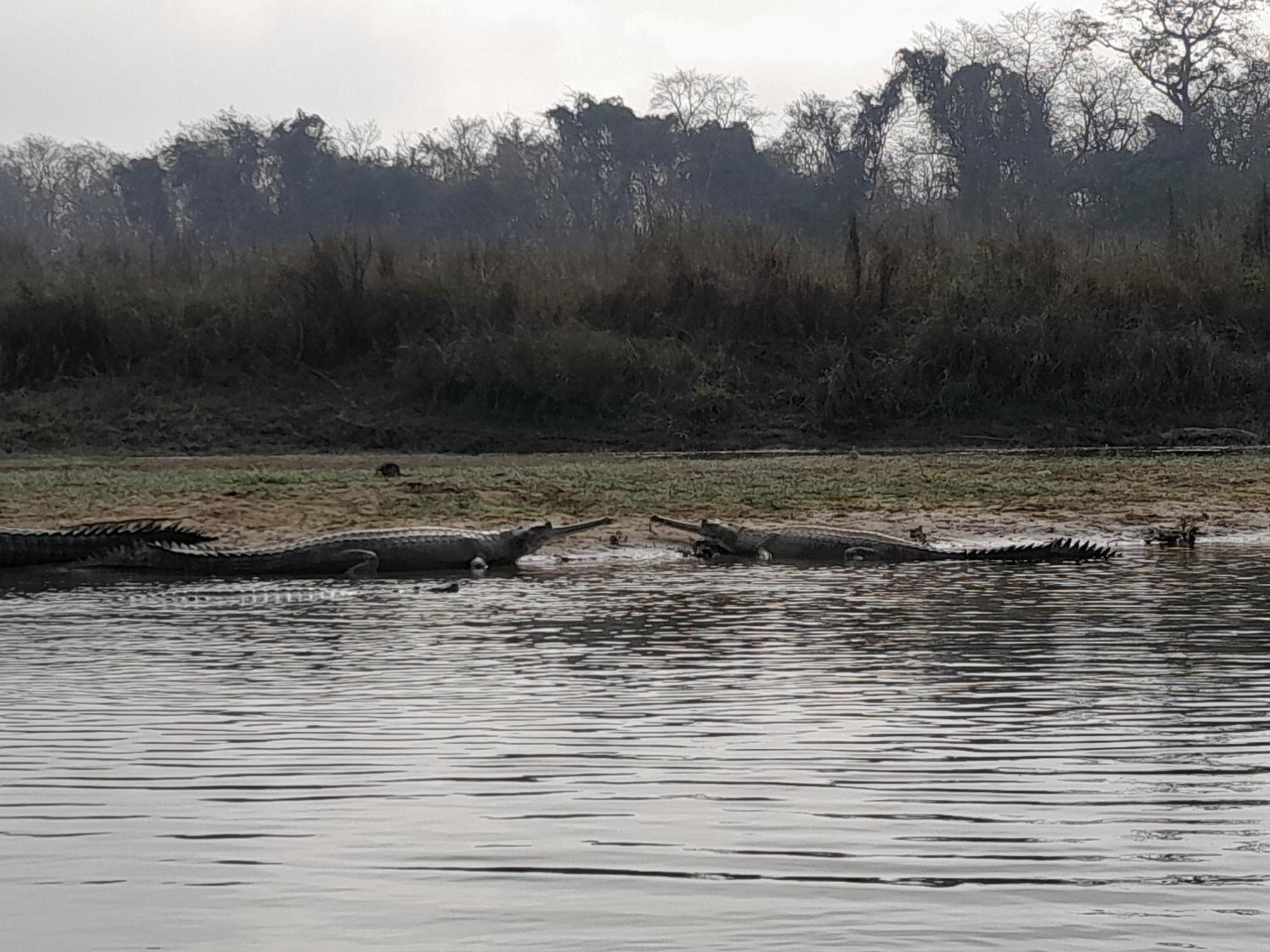 Crocodile Safari Camp Hotell Chitwan Eksteriør bilde