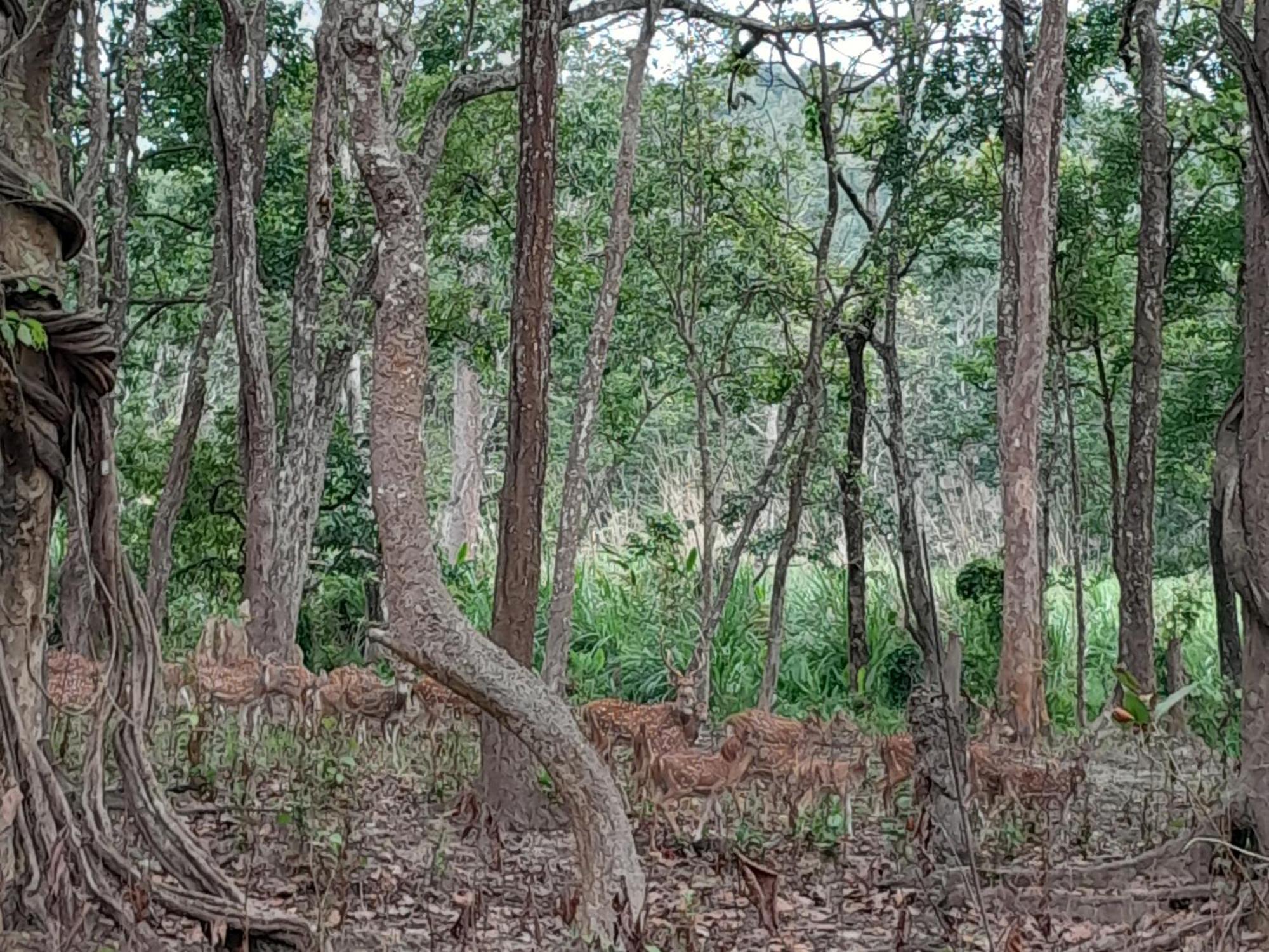 Crocodile Safari Camp Hotell Chitwan Rom bilde