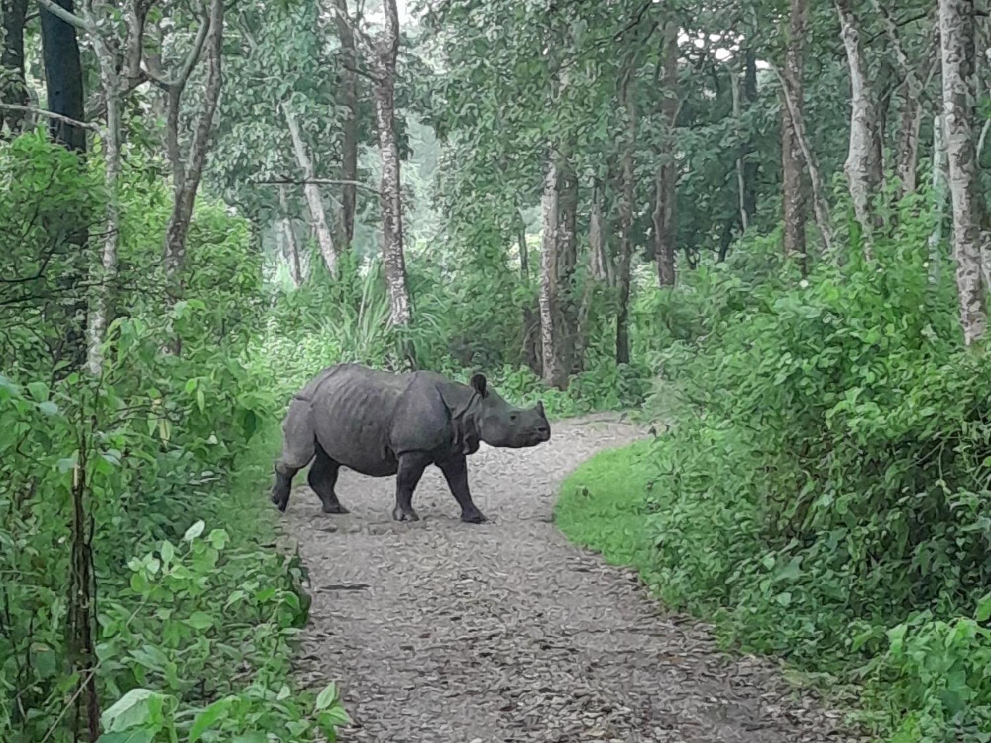 Crocodile Safari Camp Hotell Chitwan Rom bilde