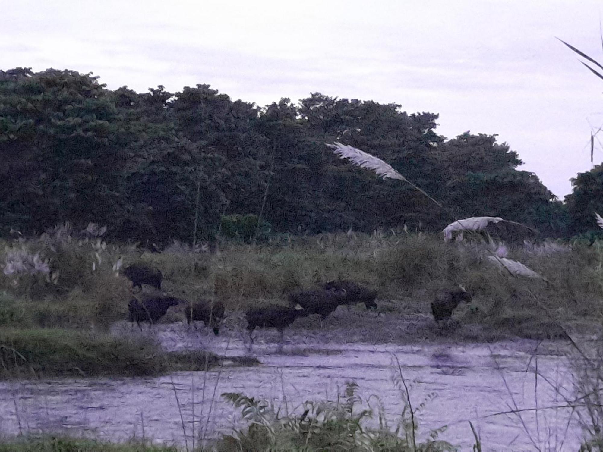 Crocodile Safari Camp Hotell Chitwan Eksteriør bilde
