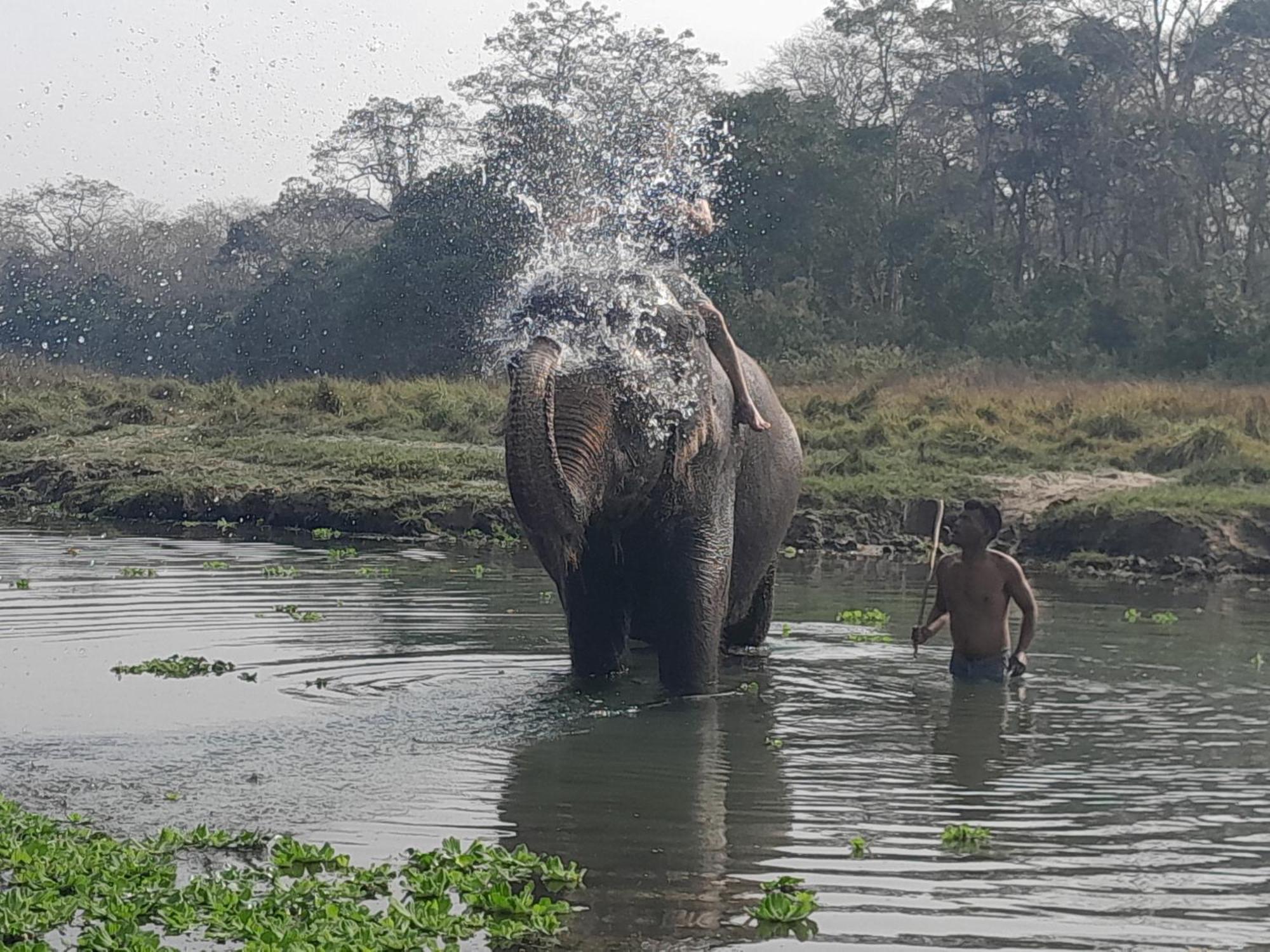 Crocodile Safari Camp Hotell Chitwan Rom bilde