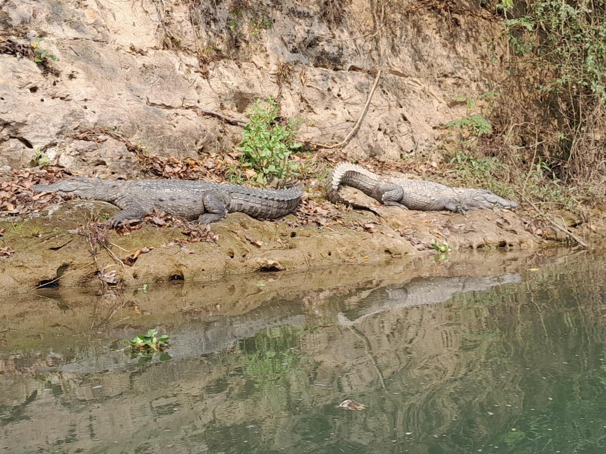 Crocodile Safari Camp Hotell Chitwan Eksteriør bilde